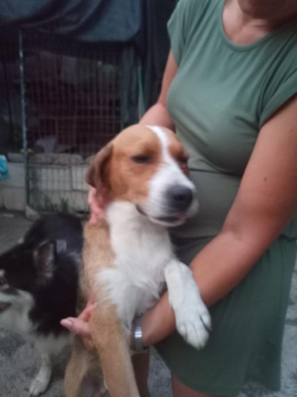 🐾💛GREGORIO – UN CUORE DOLCE CHE ASPETTA SOLO AMORE💕🧑🏻‍🧑🏻‍🧒🏻 Foto 4